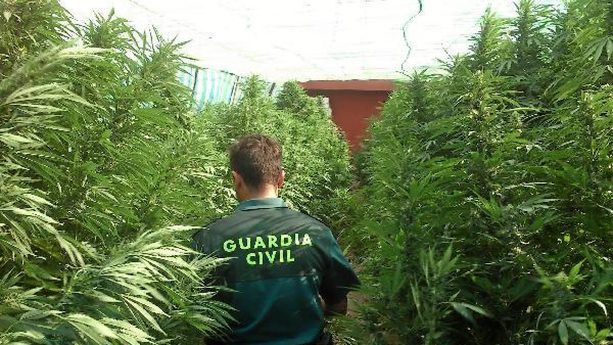 Cultivo de marihuana en Dalías.