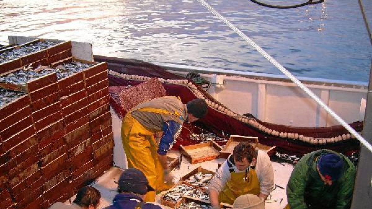 Pescado en la lonja de Almería
