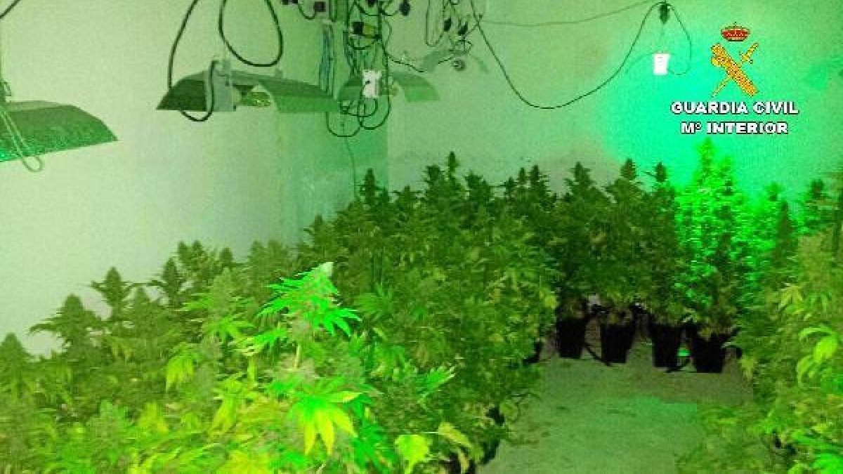 Cultivo decomisado por la Guardia Civil