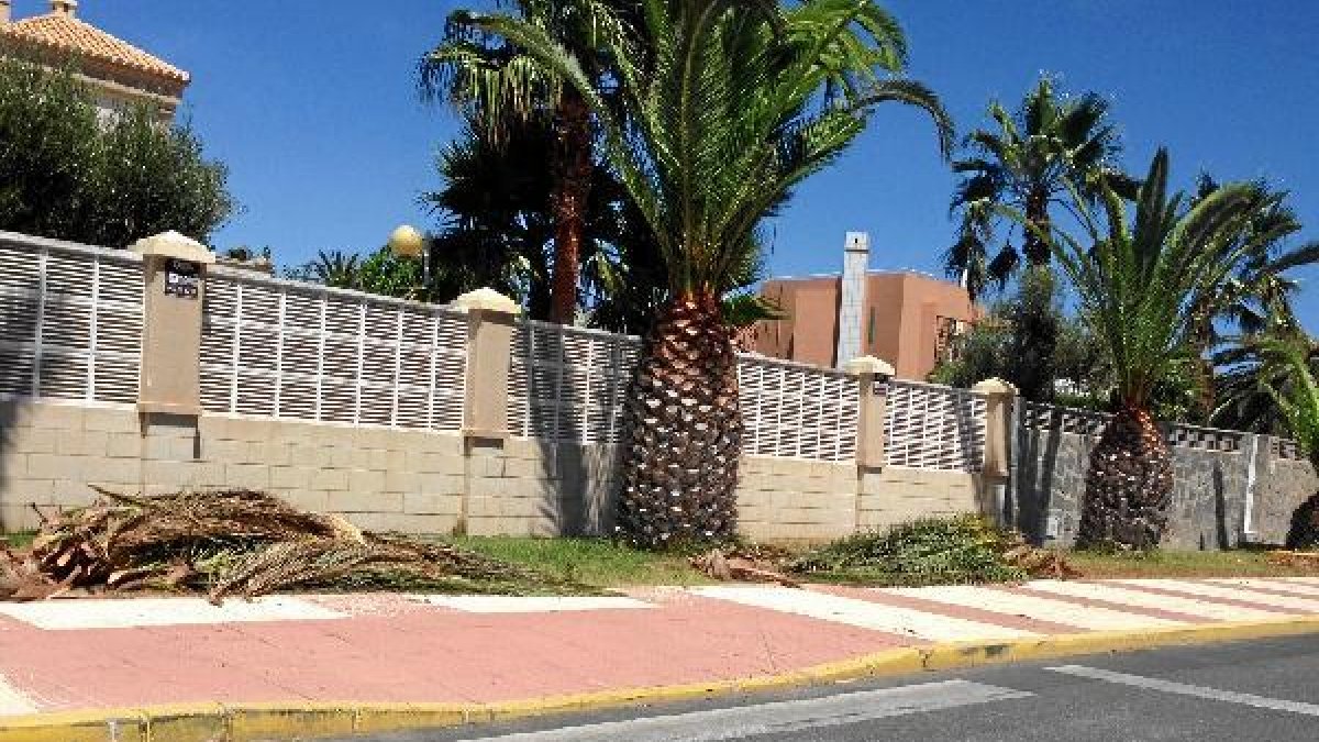 palmeras podadas en la Urbanización de Roquetas.