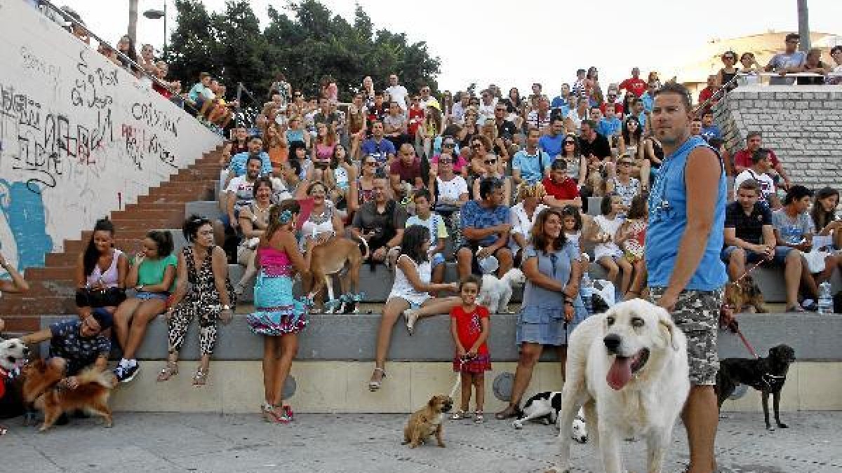 El mastín Roci, el ganador del festival y el premio a ‘El más grande’, que fue recogido por Marcos C