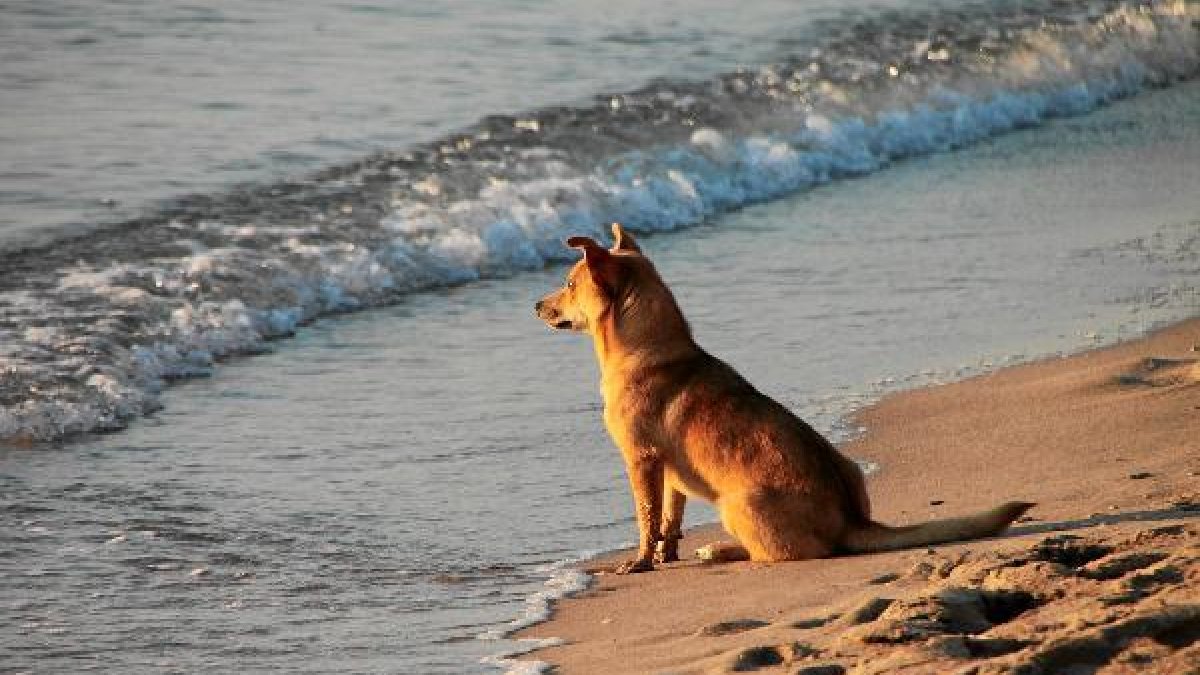 Playas como Mónsul y Genoveses permite el acceso a los dueños con su animal de compañía.
