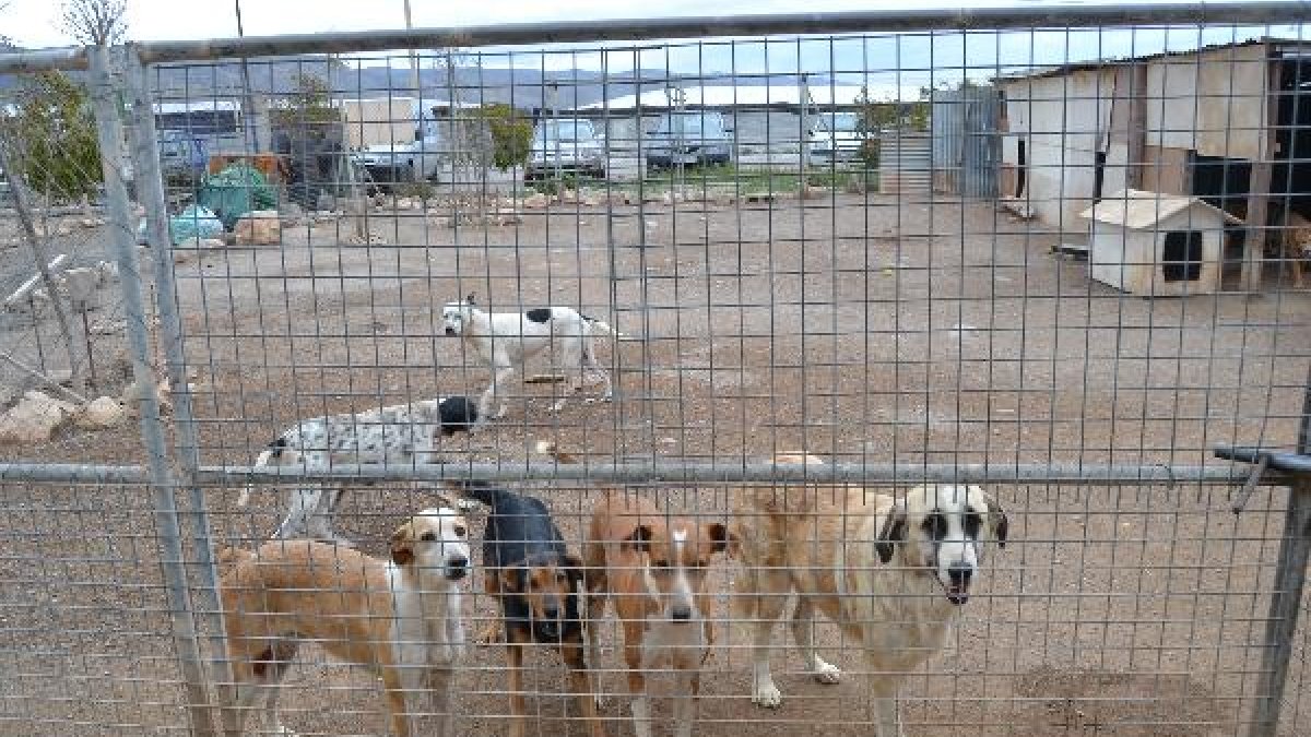 Perros en la Sociedad Protectora de Animales.