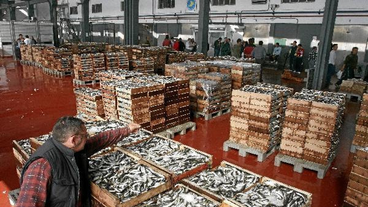 Pescado fresco en una lonja almeriense