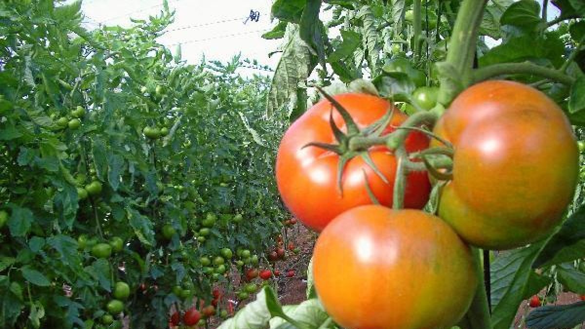 Campaña de tomate
