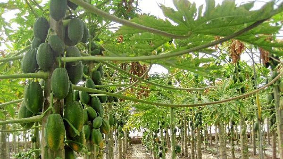 Cultivo de papaya en La Cañadao,469px