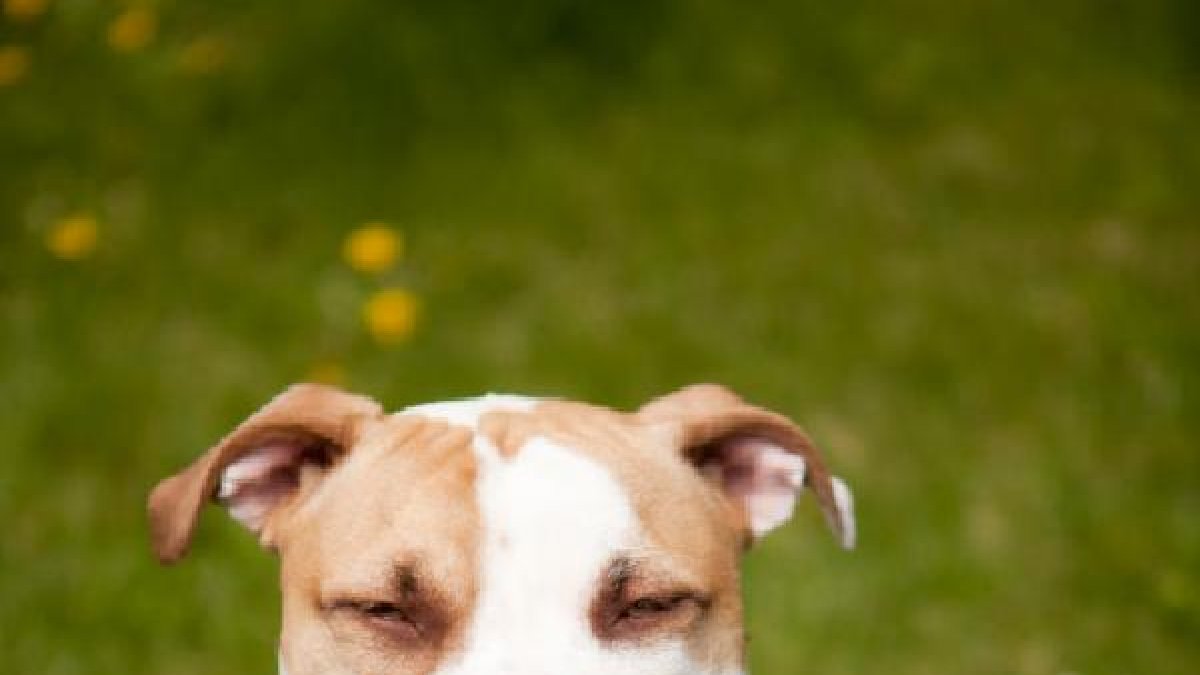 El Pitbull está considerado como una raza peligrosa.e;clip:rect