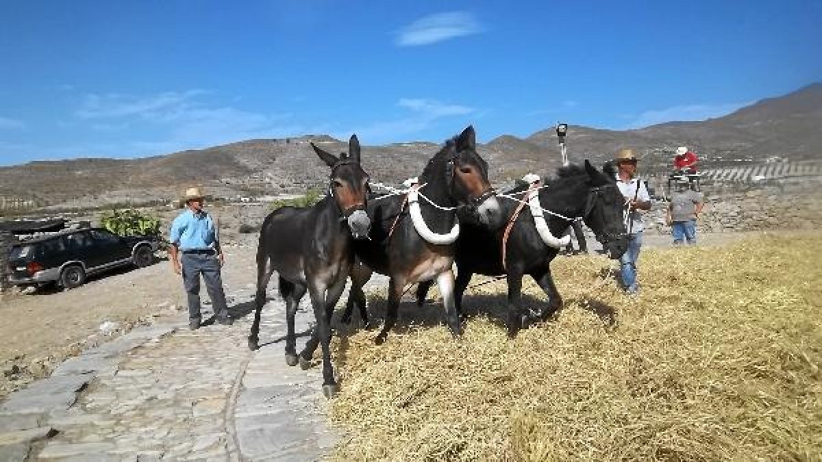 Varios animales dispuestos en la era, cercana al casco urbano.e