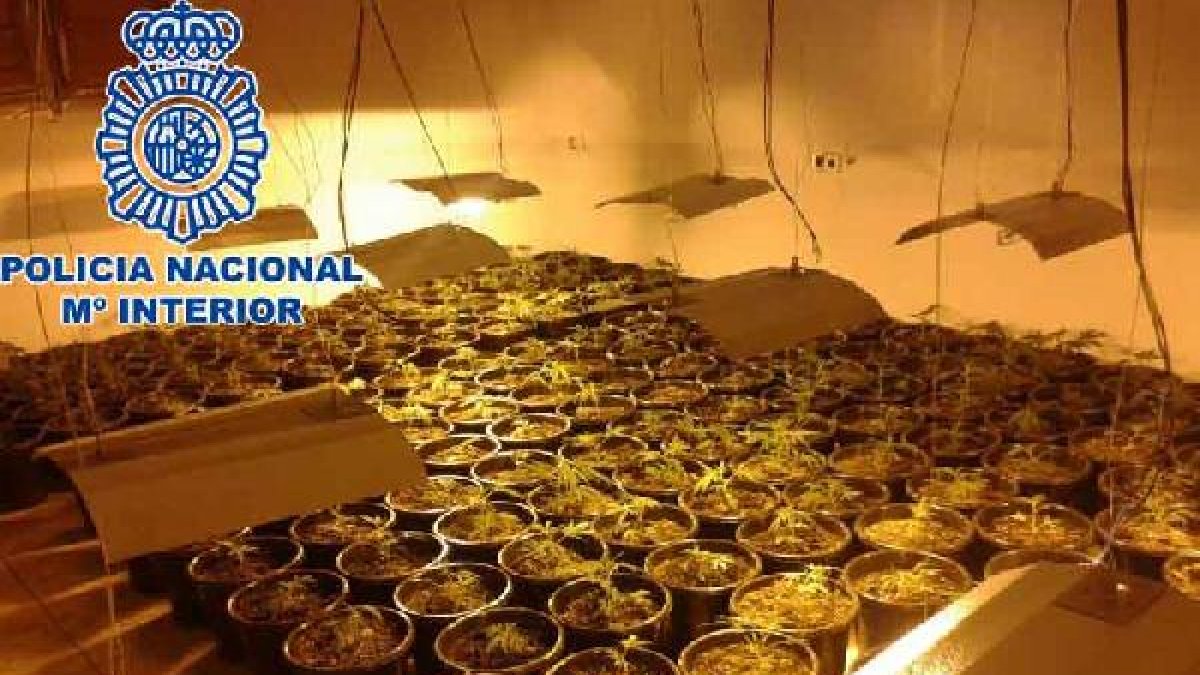 Plantas incautadas por la Policía.o,4