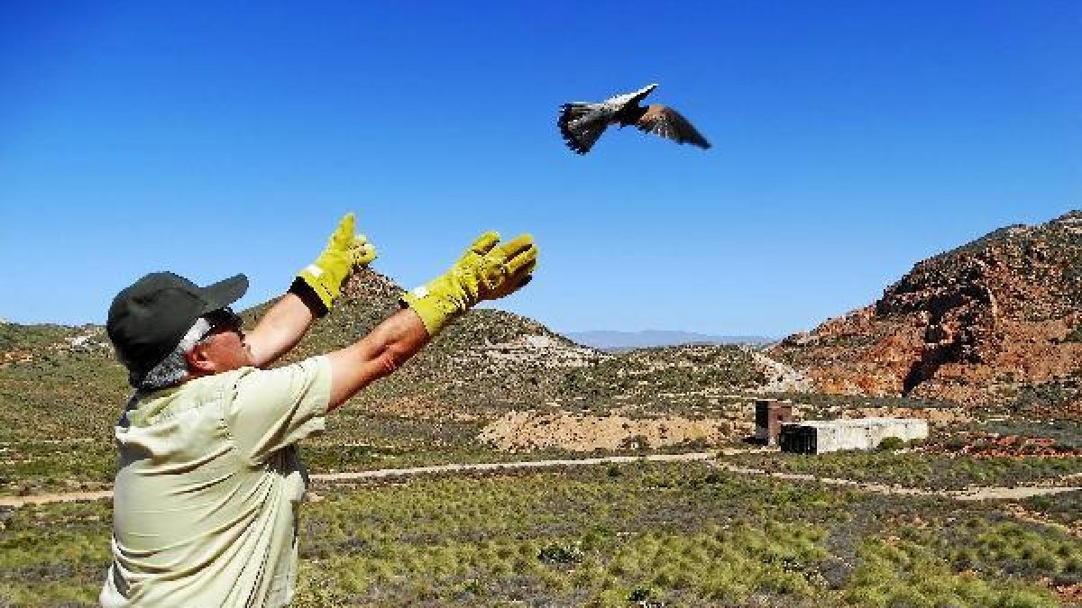 Un agente de Medio Ambiente suleta un ejemplar de cernícalo.e;c