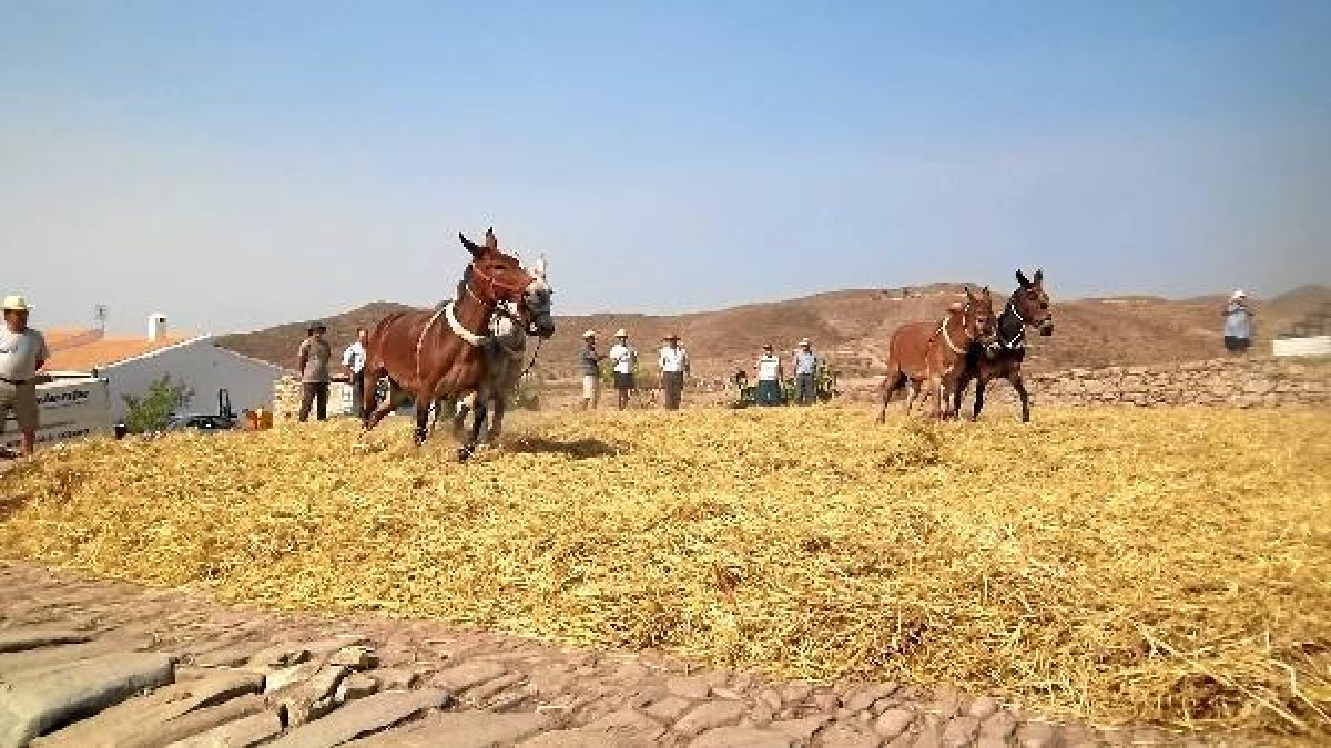 Imagen de la fiesta de la trilla celebrada el pasado año.e;clip