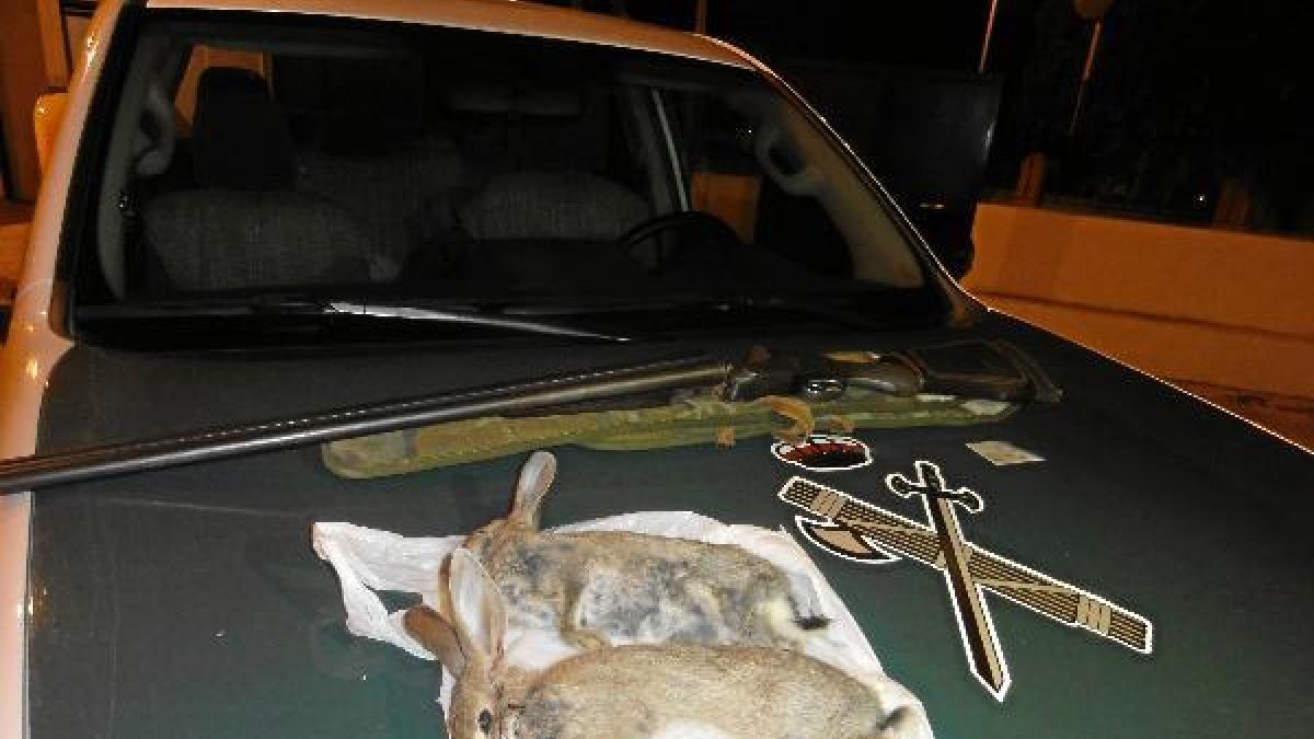 Piezas abatidas por el furtivo que cazaba desde el coche.e;clip