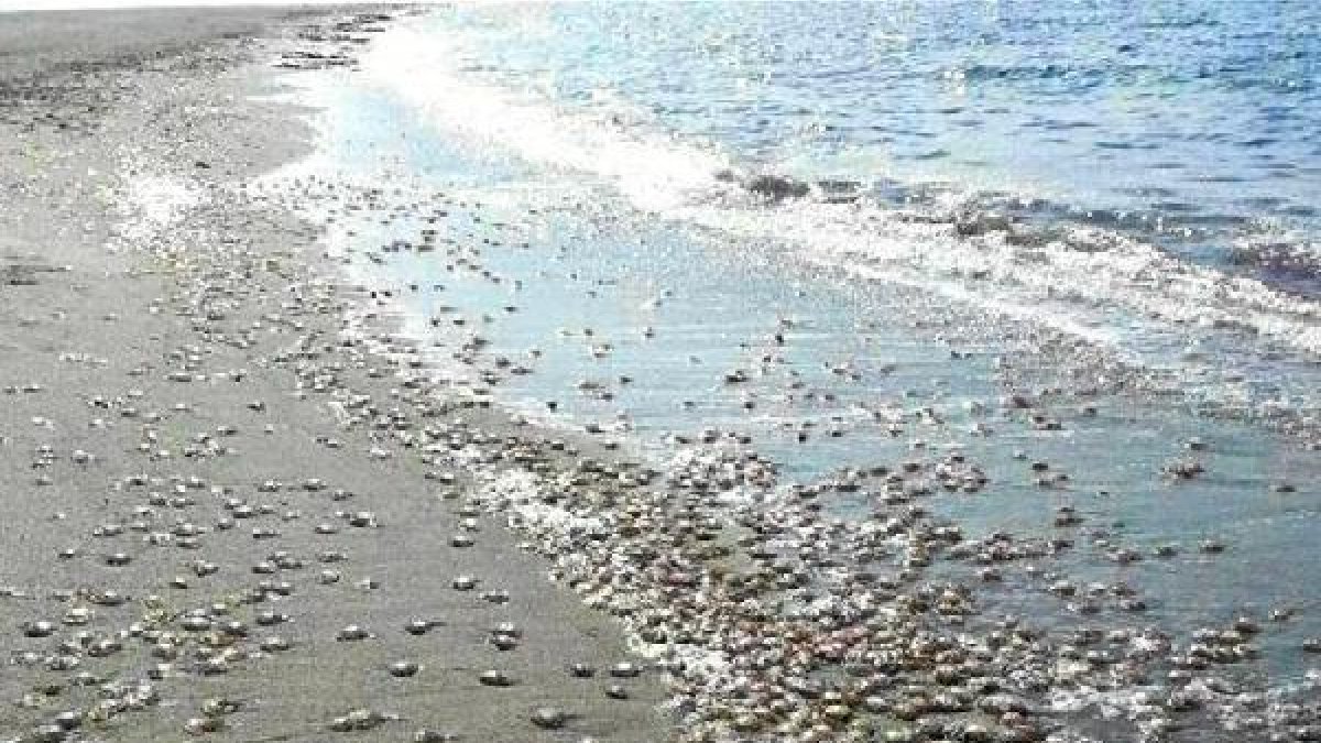Cientos de medusas han aparecido en las playas de Carboneras.e;