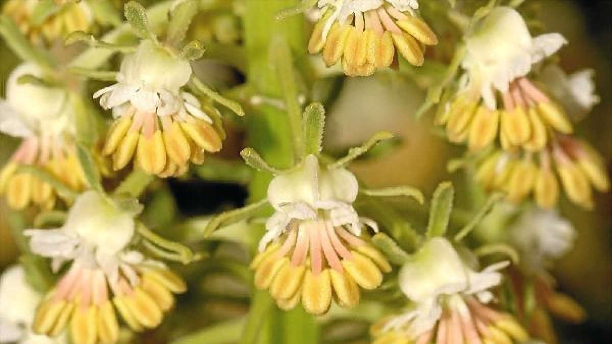 Una especie que solo se encuentra en este entornoe;clip:rect(46