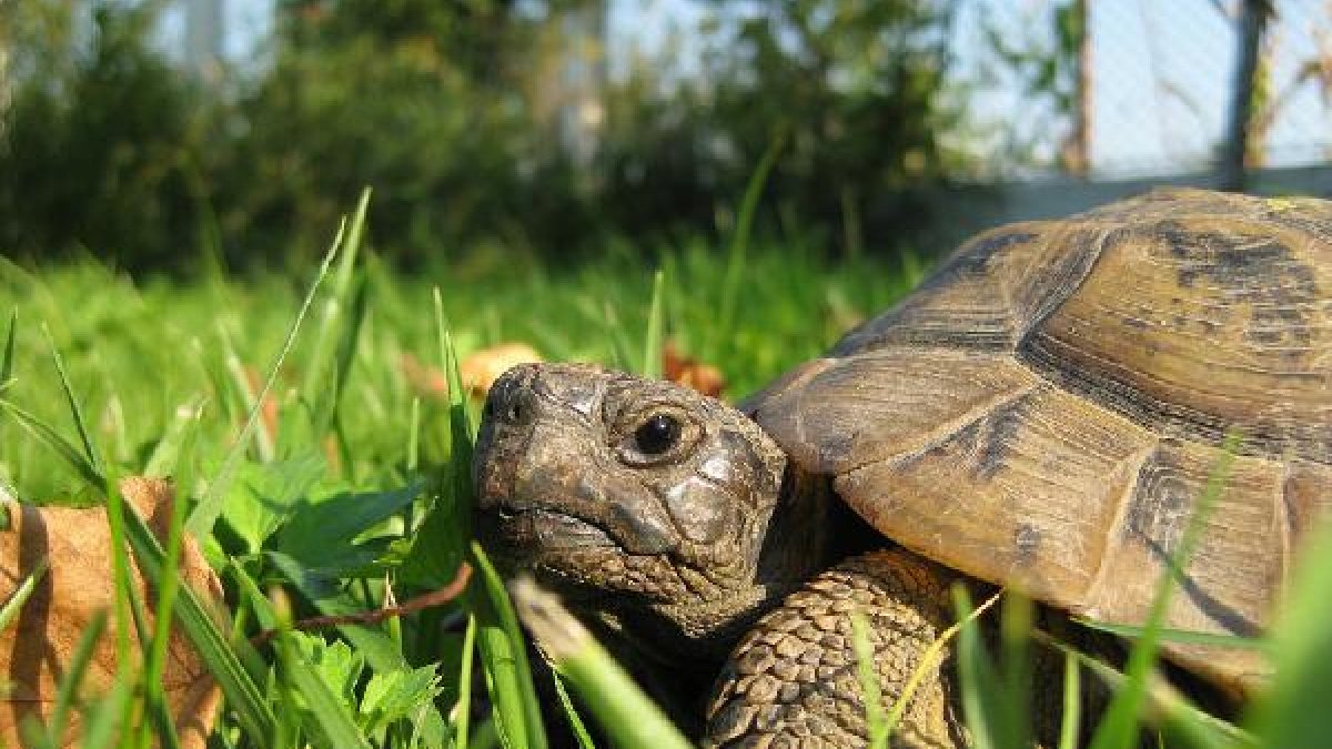 La tortuga Testudo Graeca está protegidax,auto,
