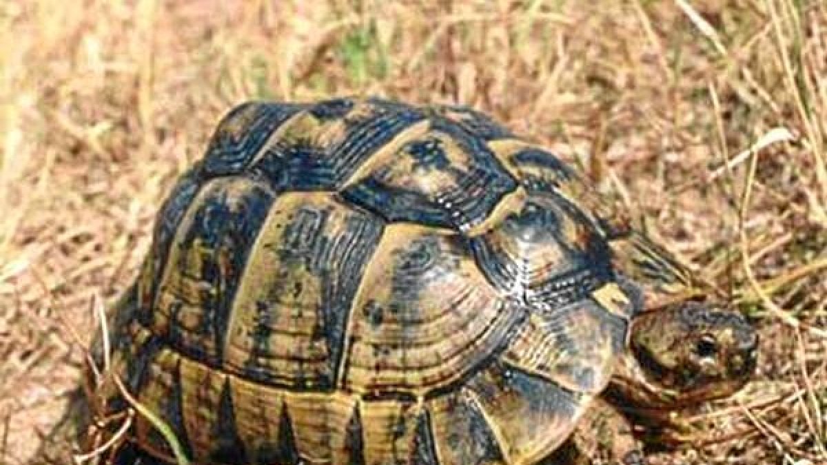 Ejemplar de tortuga mora.o,469px);}</