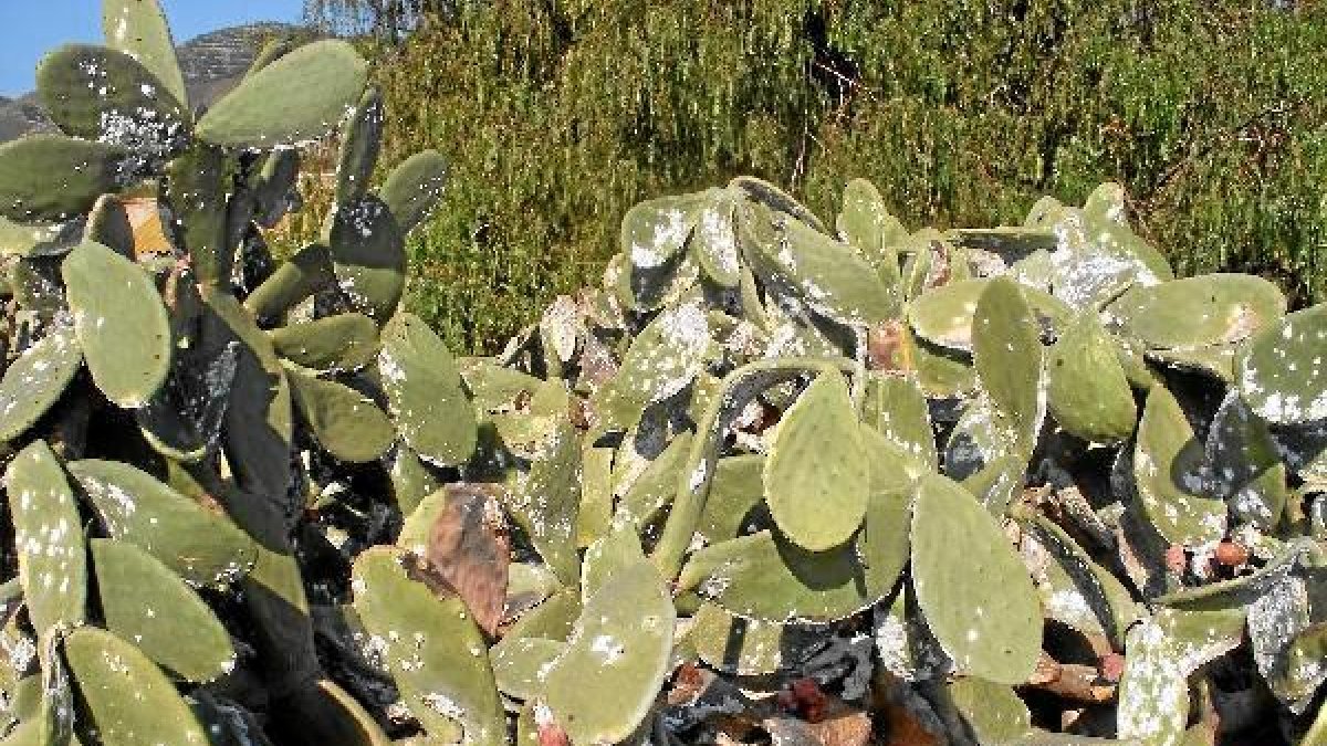 Chumberas afectadas por la cochinilla del carmín.e;clip:rect(46