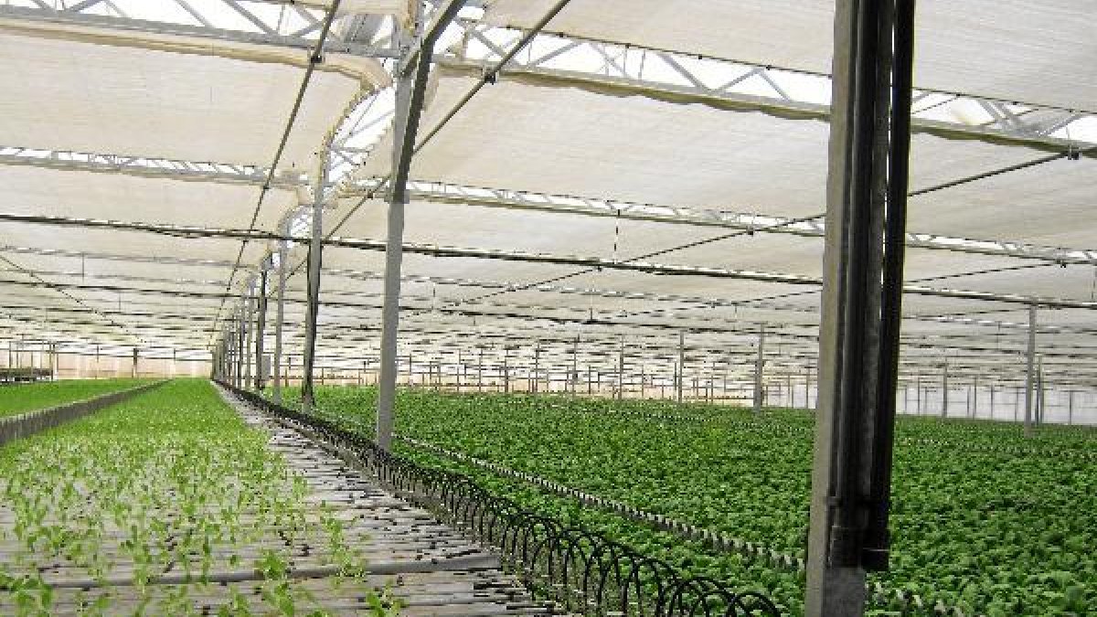 Sistema de cultivo en bandejas móvilesx,auto,au