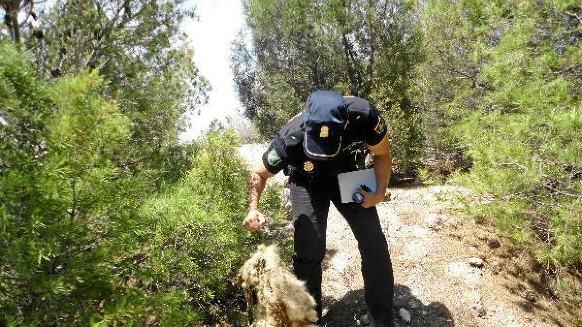 Un agente muestra restos de zorros localizados cerca de los cepos.tyle>.apqj{position:abso