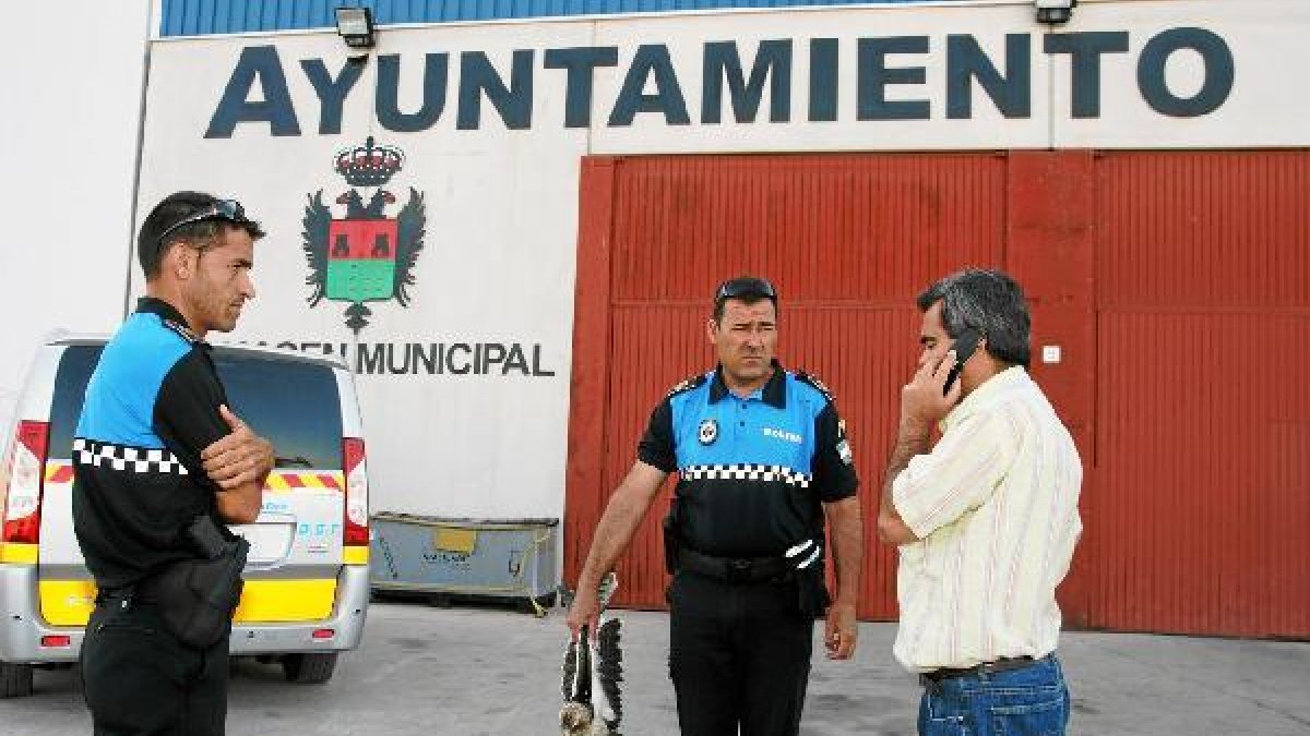 Un agente de la Policía Local sostiene el águila herida en compañía del veterinario.tyle>.