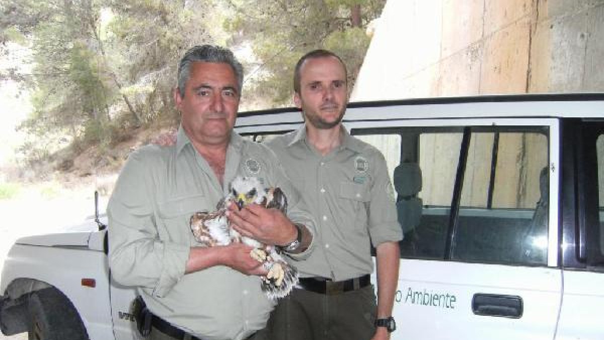 Agentes de Medio Ambiente muestran el pollo de águila perdicera extraído de un nido, en Serón.