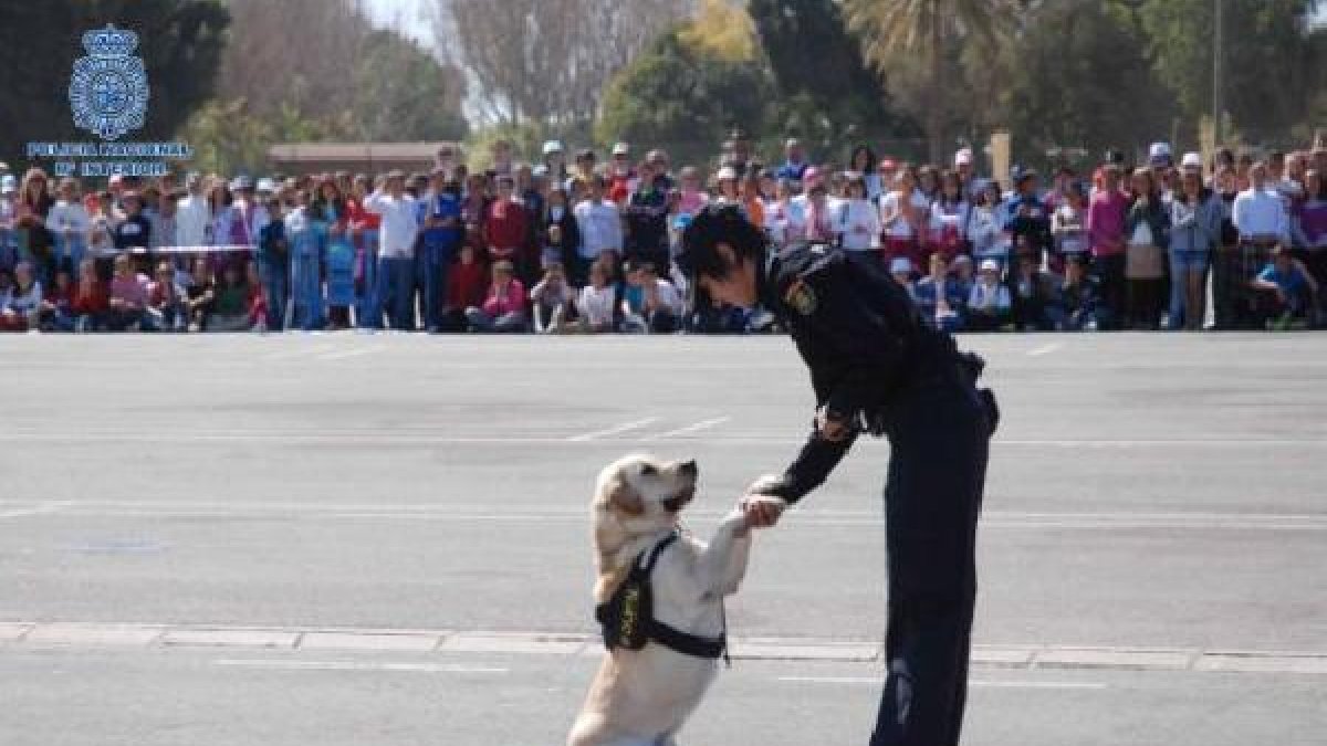 Exhibición Operativa con Guías Caninos de la Policía Nacional en El Ejidotyle>.apqj{positi
