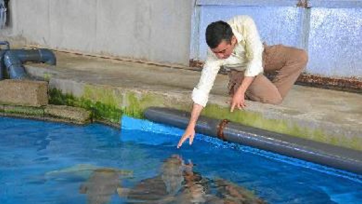 Los meros son mimados en las instalaciones roqueterase;clip:rec
