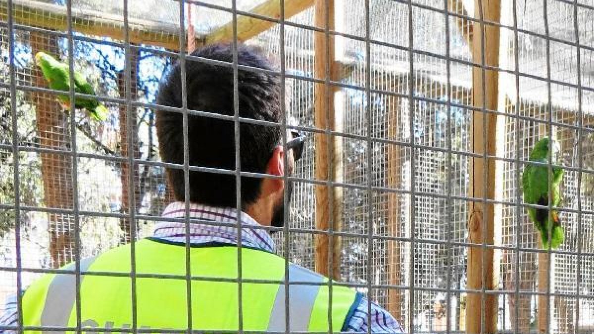 Un agente observa a uno de los loros ya recuperado y en su jaula.tyle>.apqj{position:absol