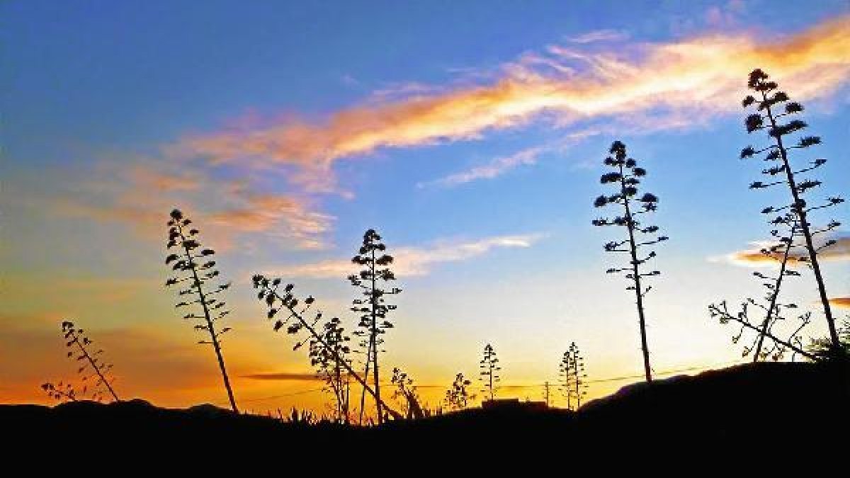 Pitas y pitacos se extienden por el Parque Natural desde el interior hasta la costa.tyle>.