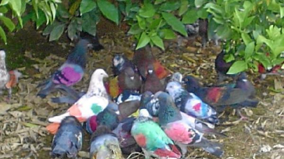 Un grupo de palomos deportivos posados en el suelo.e;clip:rect(