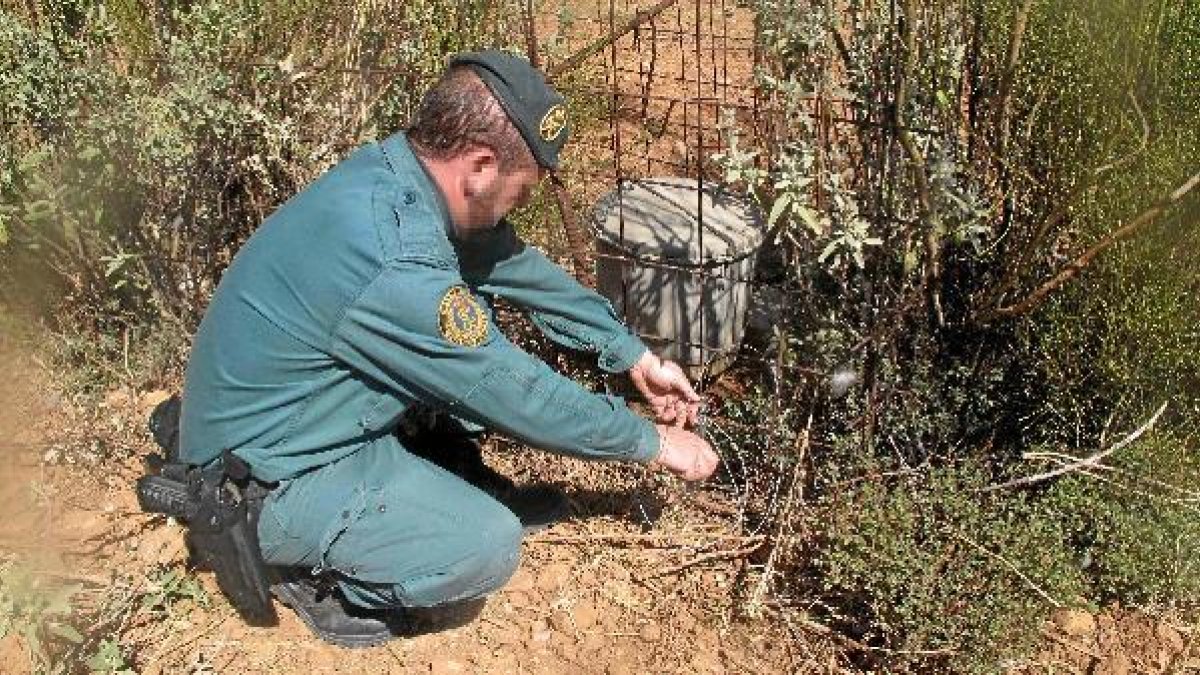 Un agente del Seprona junto a una de las jaula trampa y a uno de los lazos prohibidos.tyle
