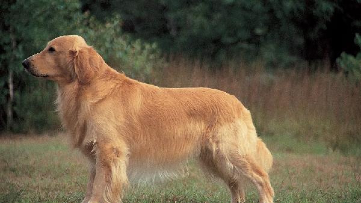 El perro que mordió a la niña era de la raza Golden Retrievere;