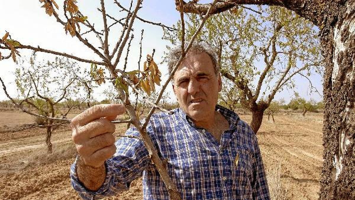 Un agricultor muestra el mal estado de sus almendros.e;clip:rec