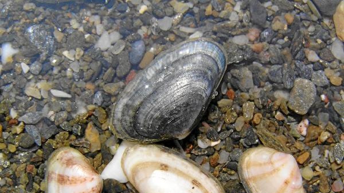 Ejemplares de coquina guarrera localizados en el litoral almeriense y granadino.tyle>.apqj