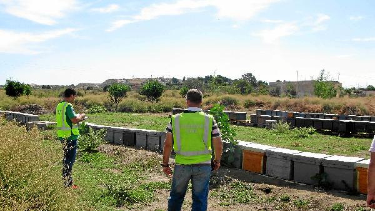 Los robos de colmenas son una práctica ya habitual.e;clip:rect(