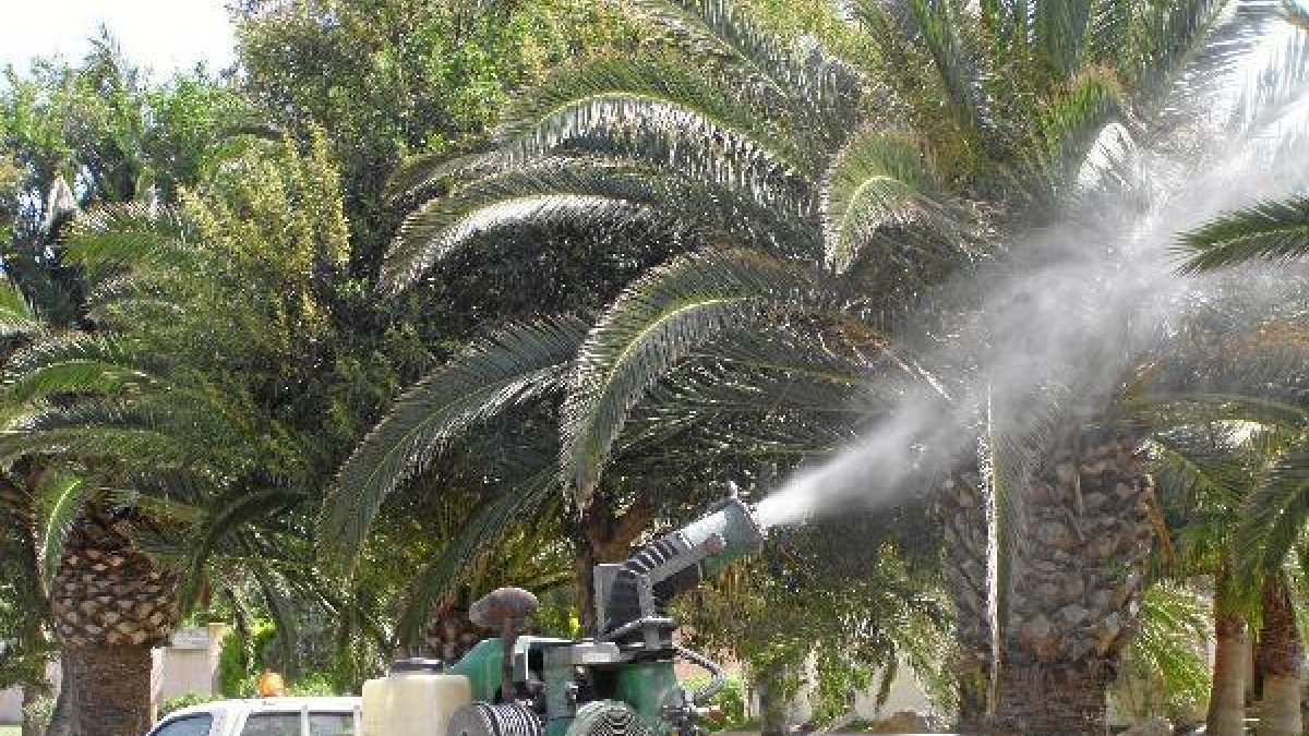 Árboles y setos de El Ejido serán fumigados.x,a