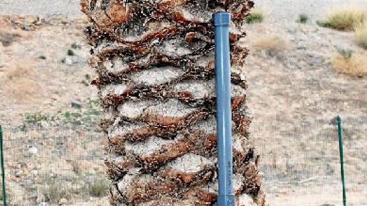 Una plamera con el tubo de PVC ya instalado. x