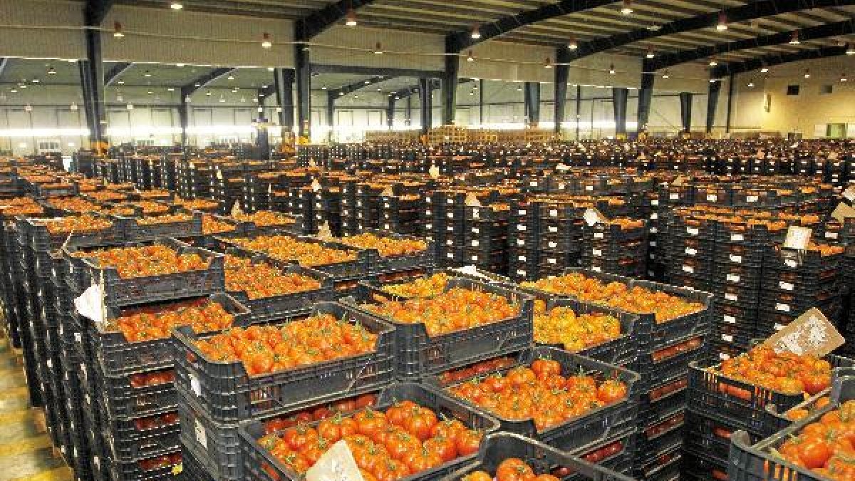 Tomates de la cooperativa listos para ser transportados.e;clip: