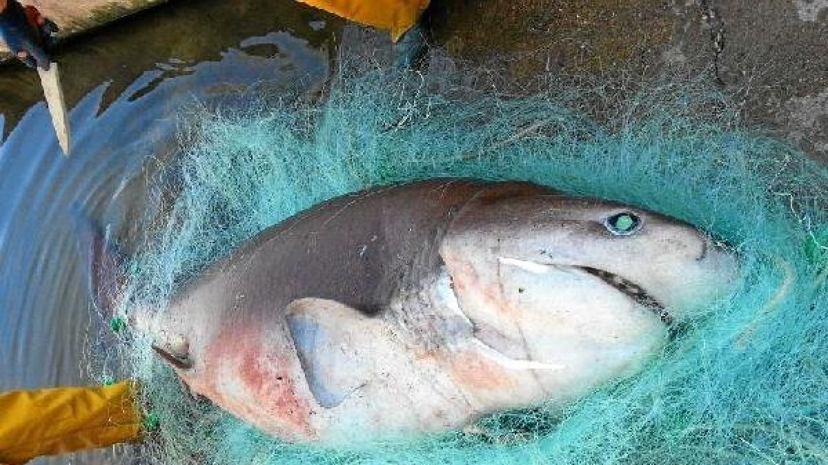 Ejemplar de tuburón pescado en el Levante.x,aut