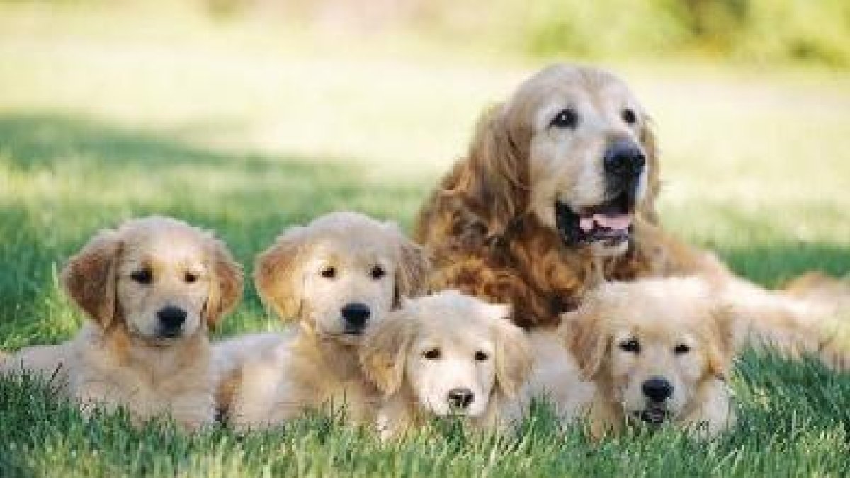 En las hembras se evita el celo y camadas indeseadas.e;clip:rec