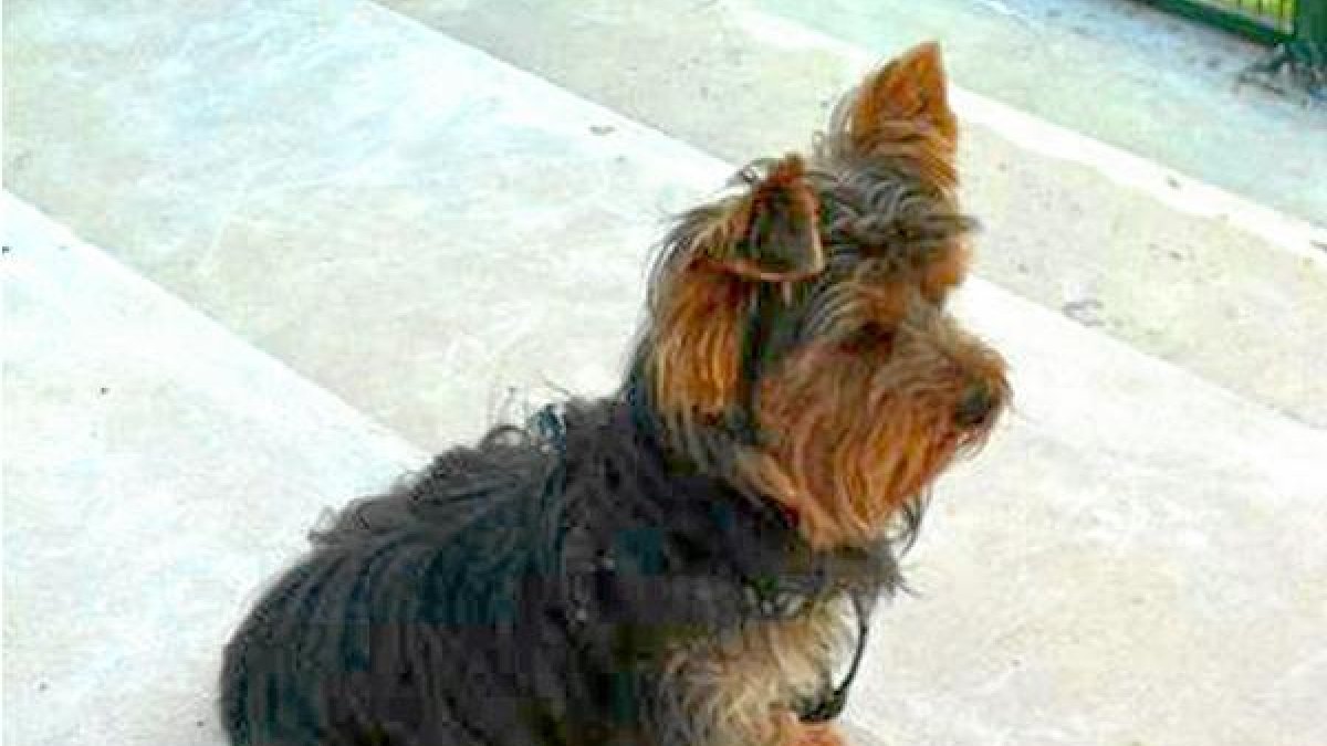 Goofy, el pequeño Yorkshire que fue lanzado a un árbitro.e;clip