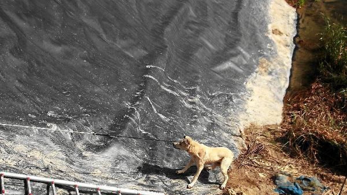 Momento en el que se rescata al último de los tres perros que habían quedado atrapados.tyl