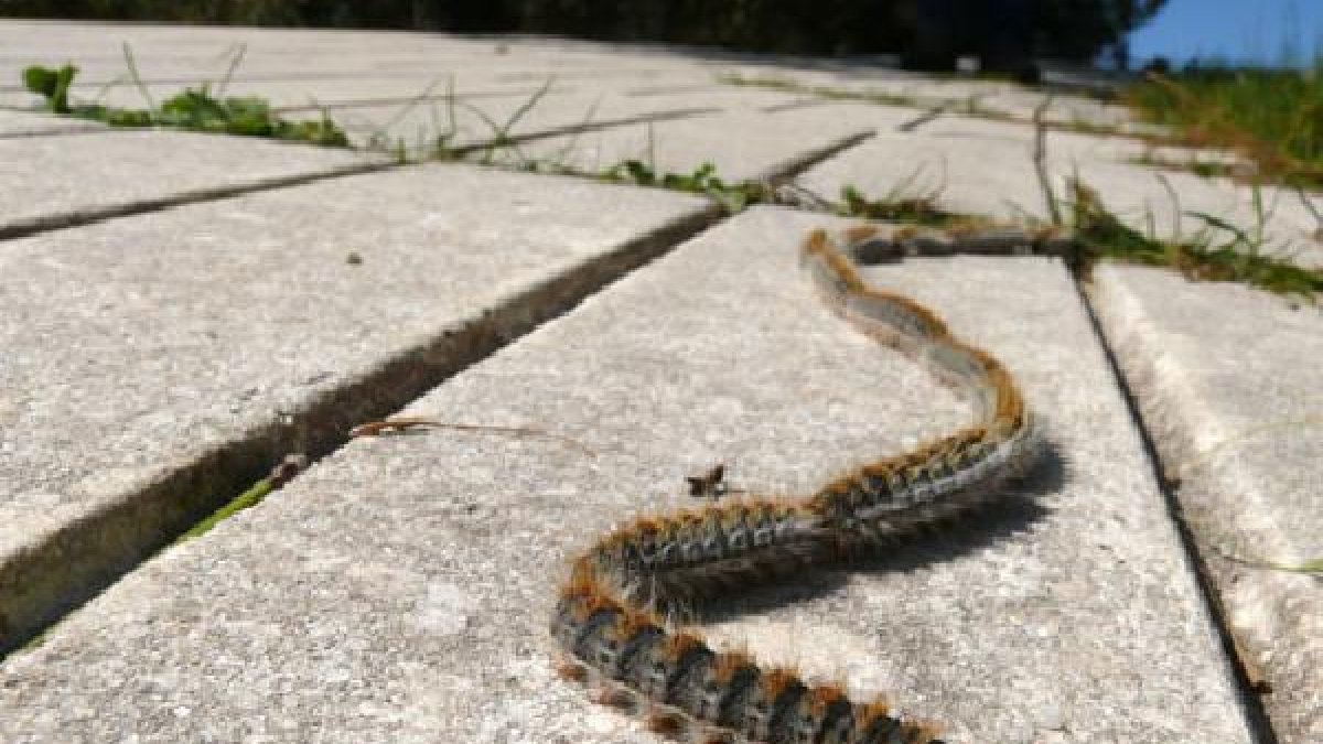 Procesión de orugas.o,469px);}