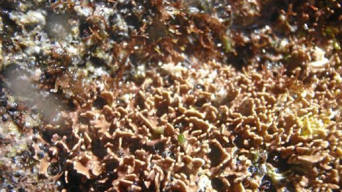 Planta encontrada en el parque natural almeriense.e;clip:rect(4