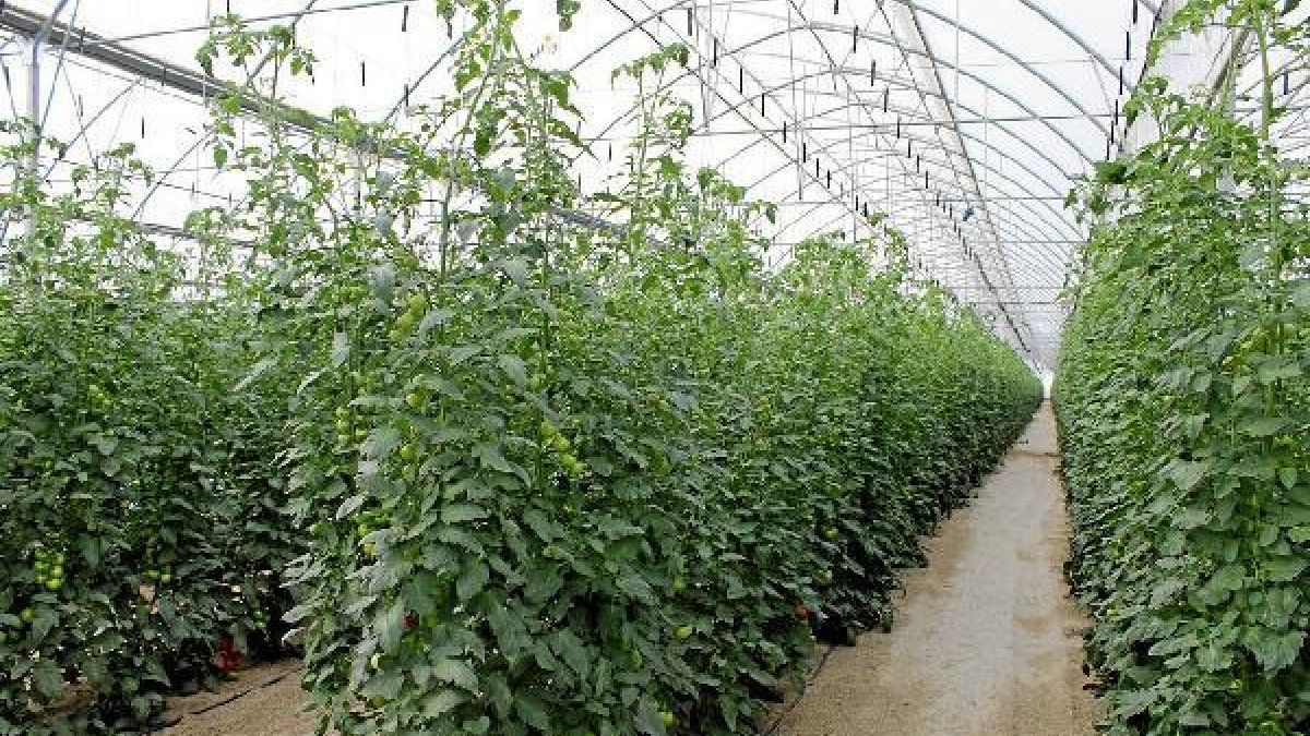 Interior de un invernadero.o,469px);}