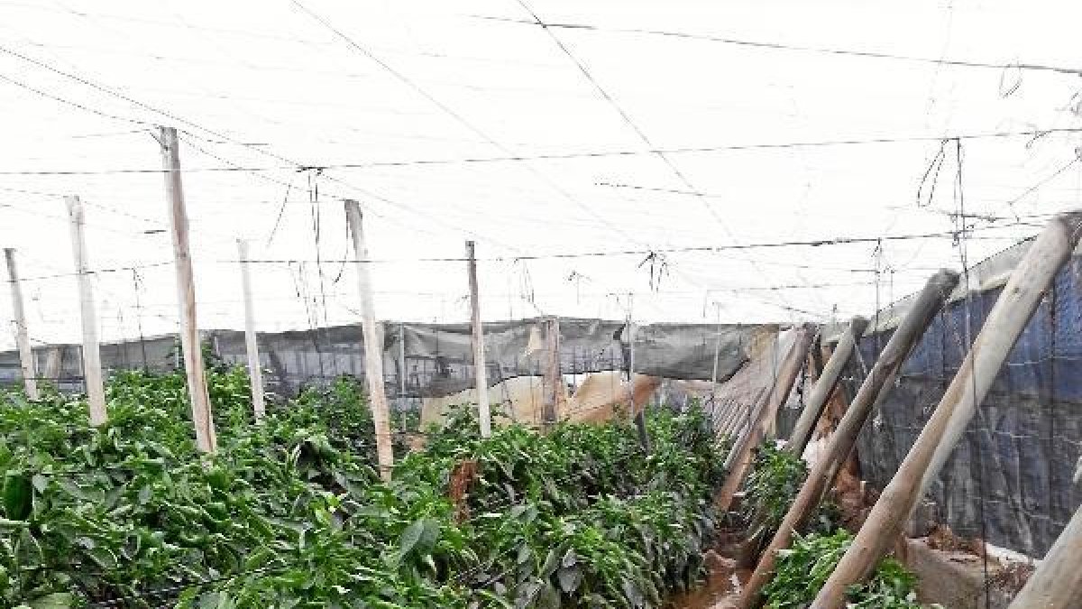 Un invernadero anegado por la crecida de agua en la Balsa del Sapo,tyle>.apqj{position:abs