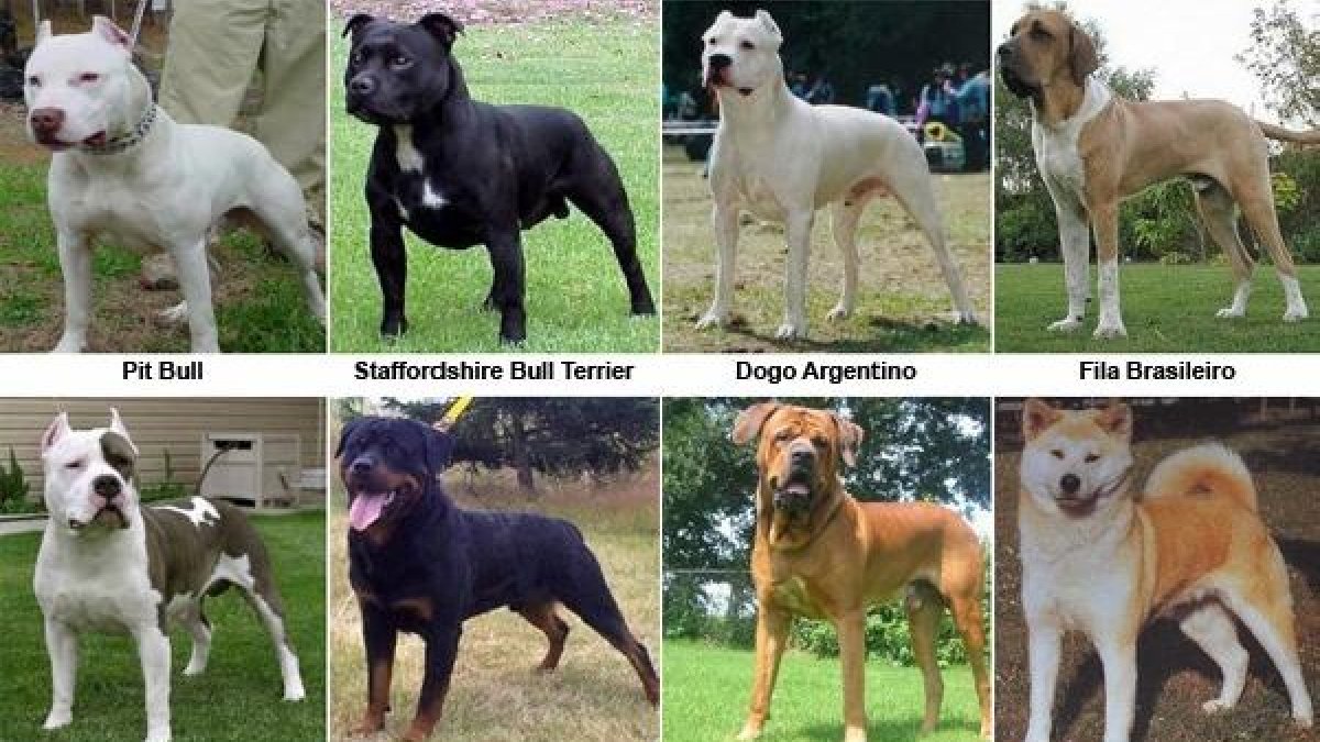 Algunas de las razas de perros consideradas potencialmente peligrosos. tyle>.apqj{position