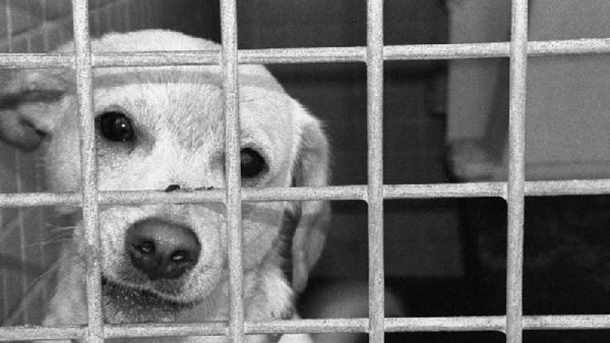 Desde que la perrera cerrase en 2007, deben llevar hasta Pechina a los perros abandonados en El Ejid