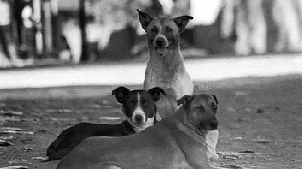 Perros callejeros en mitad de la vía pública.x,