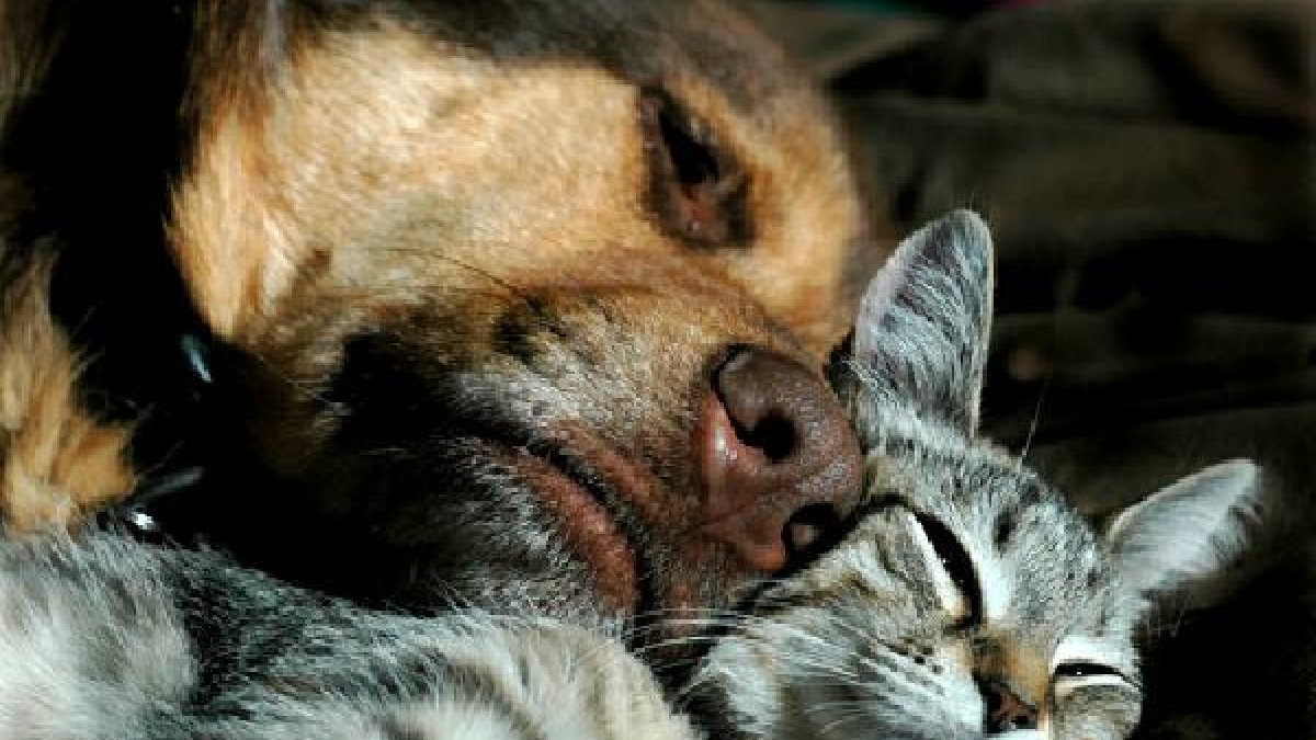 Descubren el origen de algunos mamíferosx,auto,